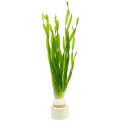 Dzīvs akvārija augs - Vallisneria torta - Mini twisted vallisneria - 1 ķekars (3 augi) цена и информация | Аквариумные растения и декорации | 220.lv