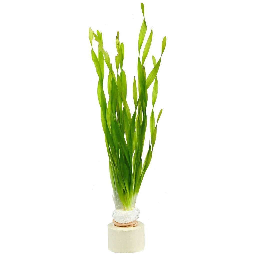 Dzīvs akvārija augs - Vallisneria torta - Mini twisted vallisneria - 1 ķekars (3 augi) cena un informācija | Akvārija augi, dekori | 220.lv