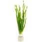 Dzīvs akvārija augs - Vallisneria torta - Mini twisted vallisneria - 1 ķekars (3 augi) цена и информация | Akvārija augi, dekori | 220.lv