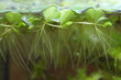 Dzīvs peldošs akvārija augs - Salvinia natans / Salvinia auriculata - 10 augu porcija цена и информация | Akvārija augi, dekori | 220.lv