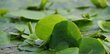 Dzīvs peldošs akvārija augs - Limnobium spongia - 5 augu porcija cena un informācija | Akvārija augi, dekori | 220.lv