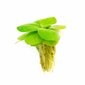 Dzīvs peldošs akvārija augs - Limnobium laevigatum - 5 augu porcija цена и информация | Akvārija augi, dekori | 220.lv