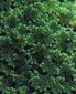 Dzīvs peldošs akvārija augs - Azolla caroliniana - 10 augu porcija cena un informācija | Akvārija augi, dekori | 220.lv