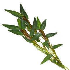 Dzīvs peldošs akvārija augs - Hygroyza aristata - 3 augu porcija cena un informācija | Akvārija augi, dekori | 220.lv