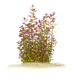 Живое аквариумное растение - Rotala ramosior "Florida"  - Редкость -1 пучёк (6-7 веток) цена и информация | Аквариумные растения и декорации | 220.lv