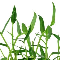Dzīvs akvārija augs - Murdannia keisak - 1 ķekars (6-7 zari) cena un informācija | Akvārija augi, dekori | 220.lv