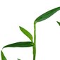 Dzīvs akvārija augs - Murdannia keisak - 1 ķekars (6-7 zari) cena un informācija | Akvārija augi, dekori | 220.lv