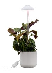 Airam Iris цена и информация | Проращиватели, лампы для растений | 220.lv