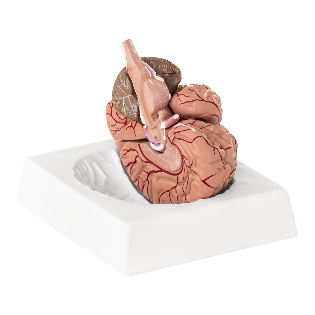 Cilvēka smadzeņu anatomiskais modelis, 9 elementi, mērogs 1:1 10095201 cena un informācija | Attīstošās rotaļlietas | 220.lv
