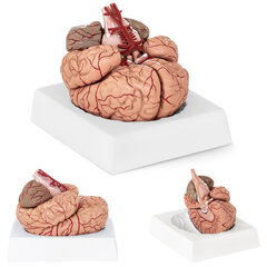 Cilvēka smadzeņu anatomiskais modelis, 9 elementi, mērogs 1:1 10095201 цена и информация | Развивающие игрушки | 220.lv