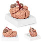 Cilvēka smadzeņu anatomiskais modelis, 9 elementi, mērogs 1:1 10095201 cena un informācija | Attīstošās rotaļlietas | 220.lv