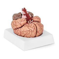 Cilvēka smadzeņu anatomiskais modelis, 9 elementi, mērogs 1:1 10095201 цена и информация | Развивающие игрушки | 220.lv