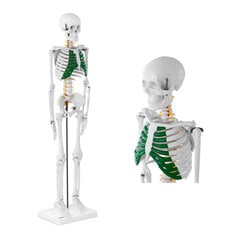 Cilvēka skeleta anatomiskais modelis, 85 cm cena un informācija | Attīstošās rotaļlietas | 220.lv