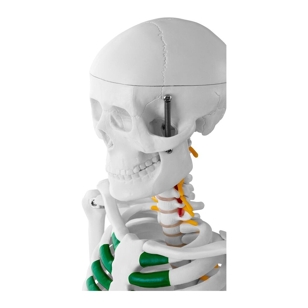 Cilvēka skeleta anatomiskais modelis, 85 cm cena un informācija | Attīstošās rotaļlietas | 220.lv
