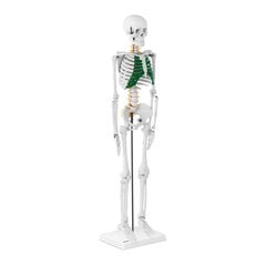 Cilvēka skeleta anatomiskais modelis, 85 cm цена и информация | Развивающие игрушки | 220.lv