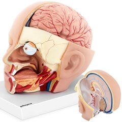 Cilvēka galvas un smadzeņu 3D anatomiskais modelis, mērogs 1:1 10119001 цена и информация | Развивающие игрушки | 220.lv