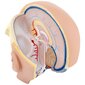 Cilvēka galvas un smadzeņu 3D anatomiskais modelis, mērogs 1:1 10119001 cena un informācija | Attīstošās rotaļlietas | 220.lv