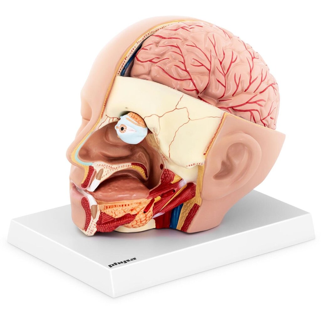Cilvēka galvas un smadzeņu 3D anatomiskais modelis, mērogs 1:1 10119001 cena un informācija | Attīstošās rotaļlietas | 220.lv