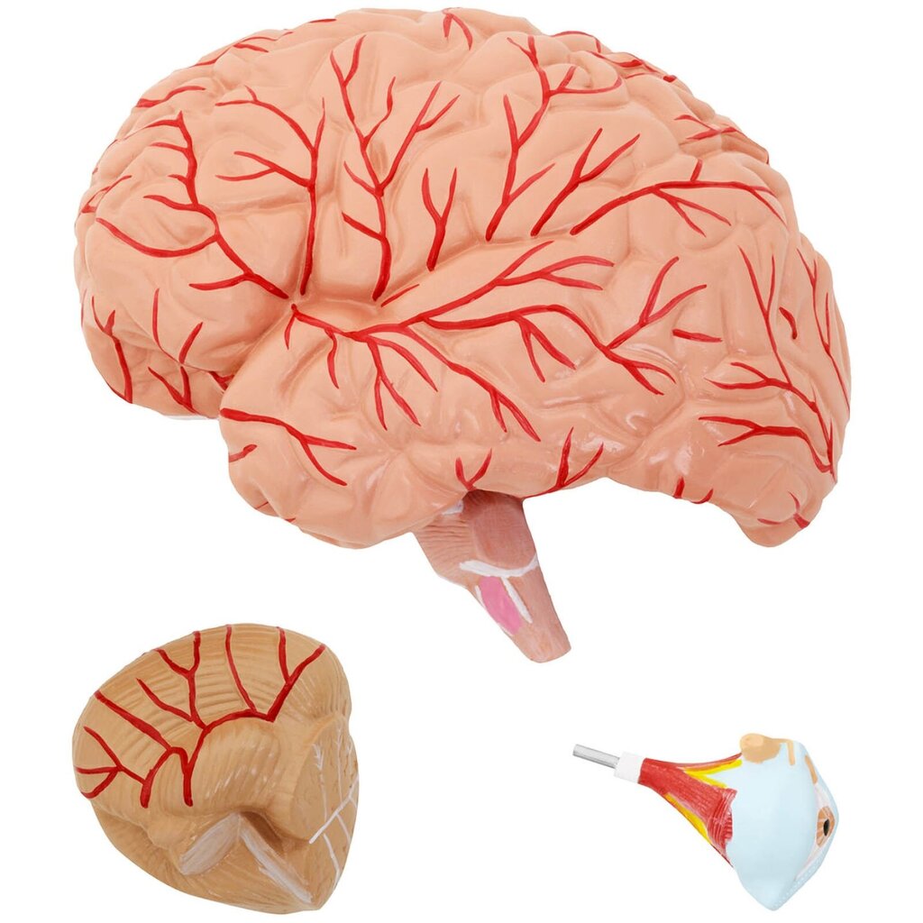 Cilvēka galvas un smadzeņu 3D anatomiskais modelis, mērogs 1:1 10119001 цена и информация | Attīstošās rotaļlietas | 220.lv
