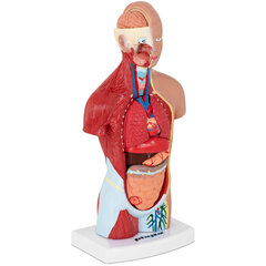 Cilvēka rumpja 3D anatomiskais modelis цена и информация | Развивающие игрушки | 220.lv