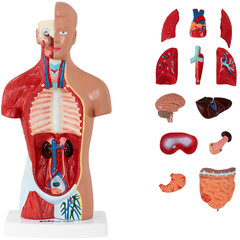 3D анатомическая модель туловища человека цена и информация | Развивающие игрушки | 220.lv