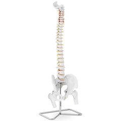 Cilvēka mugurkaula anatomiskais modelis ar vīrieša iegurni, 86 cm цена и информация | Развивающие игрушки | 220.lv