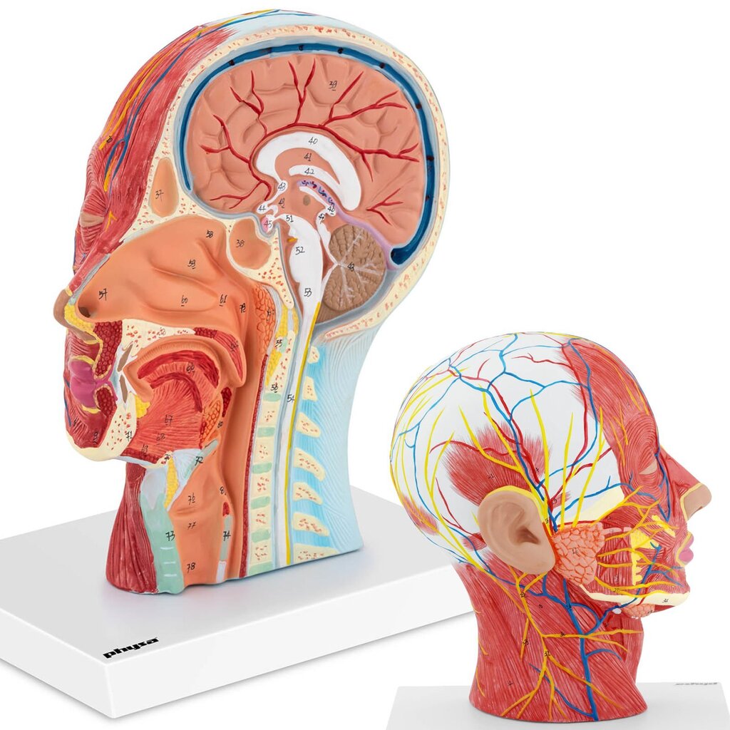 Cilvēka galvas un kakla 3D anatomiskais modelis, mērogs 1:1 10118991 cena un informācija | Attīstošās rotaļlietas | 220.lv