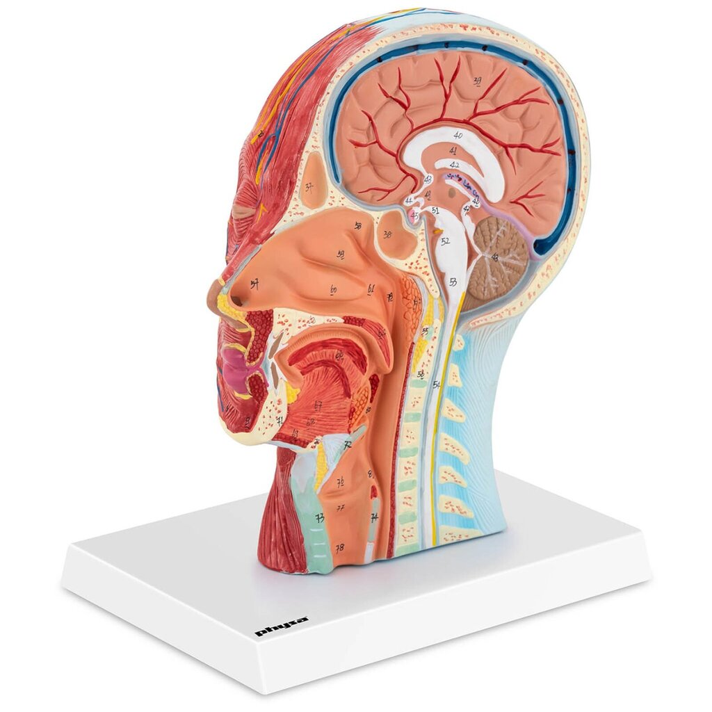 Cilvēka galvas un kakla 3D anatomiskais modelis, mērogs 1:1 10118991 цена и информация | Attīstošās rotaļlietas | 220.lv