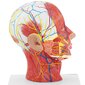 Cilvēka galvas un kakla 3D anatomiskais modelis, mērogs 1:1 10118991 цена и информация | Attīstošās rotaļlietas | 220.lv