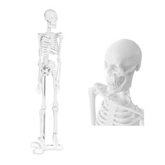 Cilvēka skeleta anatomiskais modelis 47 cm 10095261 цена и информация | Развивающие игрушки | 220.lv