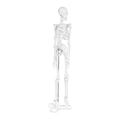 Cilvēka skeleta anatomiskais modelis 47 cm 10095261 cena un informācija | Attīstošās rotaļlietas | 220.lv