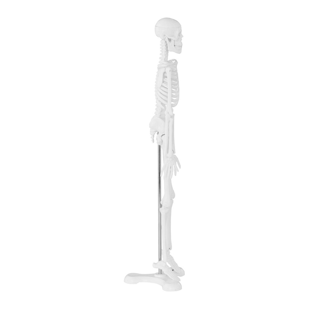 Cilvēka skeleta anatomiskais modelis 47 cm 10095261 цена и информация | Attīstošās rotaļlietas | 220.lv