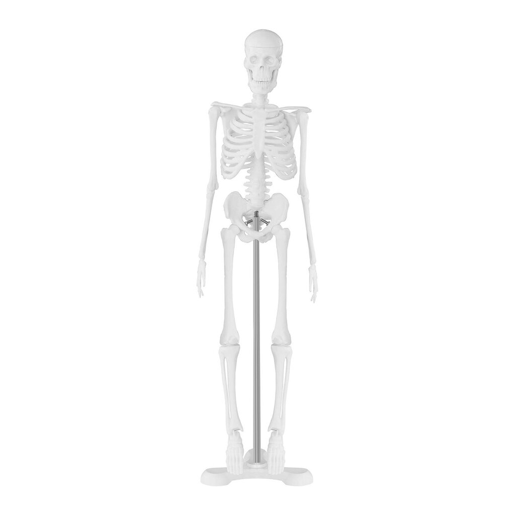 Cilvēka skeleta anatomiskais modelis 47 cm 10095261 cena un informācija | Attīstošās rotaļlietas | 220.lv