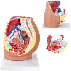 Sievietes iegurņa anatomisks 3D modelis mērogā 1:1 10107201 cena un informācija | Attīstošās rotaļlietas | 220.lv
