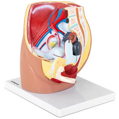 Sievietes iegurņa anatomisks 3D modelis mērogā 1:1 10107201 цена и информация | Развивающие игрушки | 220.lv