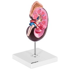 Cilvēka nieres 3D anatomiskais modelis цена и информация | Развивающие игрушки | 220.lv