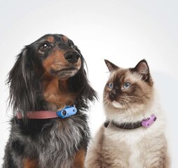 Ultraskaņas suņu piekariņš pret ērcēm un blusām Tickless Mini Dog, zils cena un informācija | Vitamīni, uztura bagātinātāji, pretparazītu līdzekļi suņiem | 220.lv