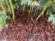 Kokosriekstu skaidas augšanas substrātam, BioProffa, 24 gab. x 500 g (apm. 150 l) cena un informācija | Grunts, zeme, kūdra, komposts | 220.lv