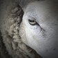 Paklājiņš augu aizsardzībai ziemai no aitas vilnas BioProffa, 200 x 100 x 0,5 cm, 500 g/m², dabīgi balts cena un informācija | Dārza instrumenti | 220.lv