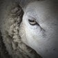 Aizsardzība pret gliemežiem BioProffa, no dabīgas aitas vilnas, 500 x 10 cm, pelēkbrūna cena un informācija | Dārza instrumenti | 220.lv