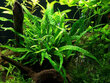 Dzīvs akvārija augs Microsorum pteropus petite/mini цена и информация | Akvārija augi, dekori | 220.lv