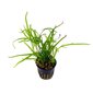 Dzīvs akvārija augs Thai Trident Paparde Microsorum pteropus цена и информация | Akvārija augi, dekori | 220.lv