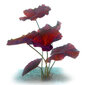 Dzīvs akvārija augs Nymphaea Red Tiger Lotus Lily цена и информация | Akvārija augi, dekori | 220.lv