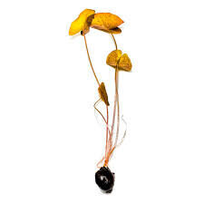 Dzīvs akvārija augs Nymphaea Red Tiger Lotus Lily цена и информация | Akvārija augi, dekori | 220.lv