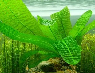 Живое аквариумное растение Aponogeton boivinianus цена и информация | Аквариумные растения и декорации | 220.lv