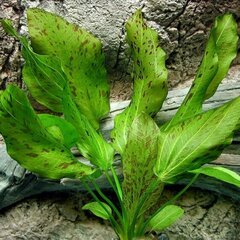 Живое аквариумное растение - Эхинодорус oцелот зелёный - Echinodorus 'Ozelot Green' цена и информация | Аквариумные растения и декорации | 220.lv