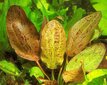 Dzīvs akvārija augs Echinodorus Ocelot, sarkans цена и информация | Akvārija augi, dekori | 220.lv