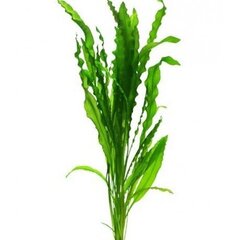 Живое аквариумное растение Aponogeton crispus цена и информация | Аквариумные растения и декорации | 220.lv