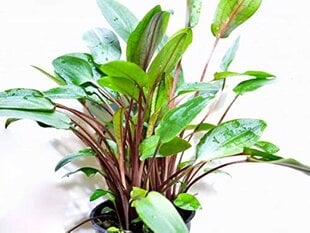 Живое аквариумное растение - Cryptocoryne beckettii Viridifolia цена и информация | Аквариумные растения и декорации | 220.lv