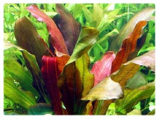 Живое аквариумное растение - Эхинодорус Компакта цена и информация | Аквариумные растения и декорации | 220.lv